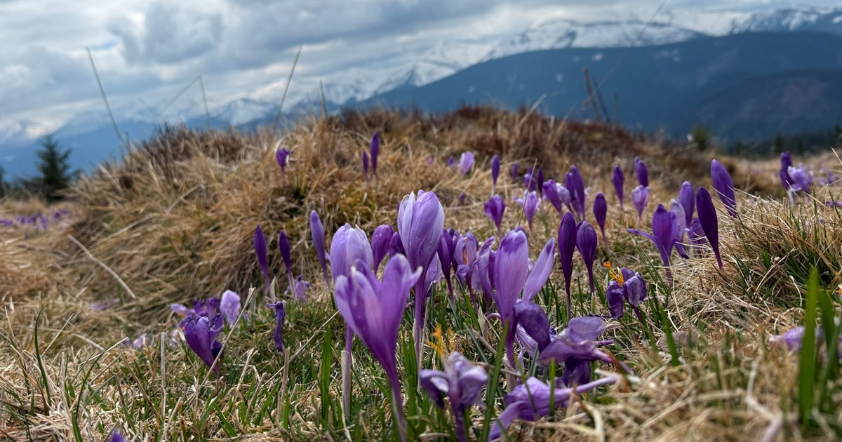 Чи варто йти в похід на Кукул, коли квітнуть крокуси: пригоди журналістки
