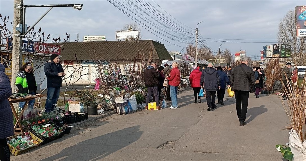 На базарі у Переяславі почали продавати саджанці винограду по 60 гривень