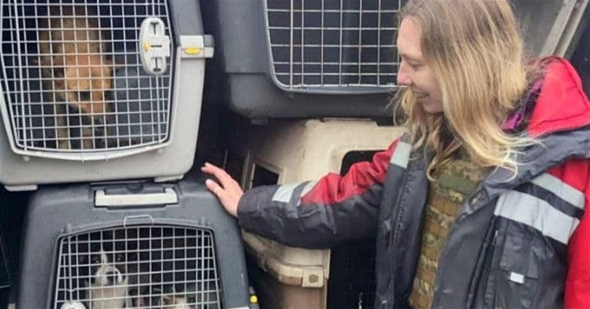 Врятували 300 котів і собак, а ще півня і козу. Як Kyiv Animal Rescue Group вивозять тварин зі сходу