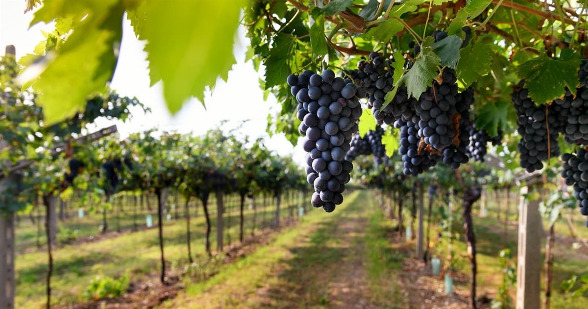 Агропідприємства з Городоччини можуть отримати до 150 тисяч доларів: стартувала грантова програма