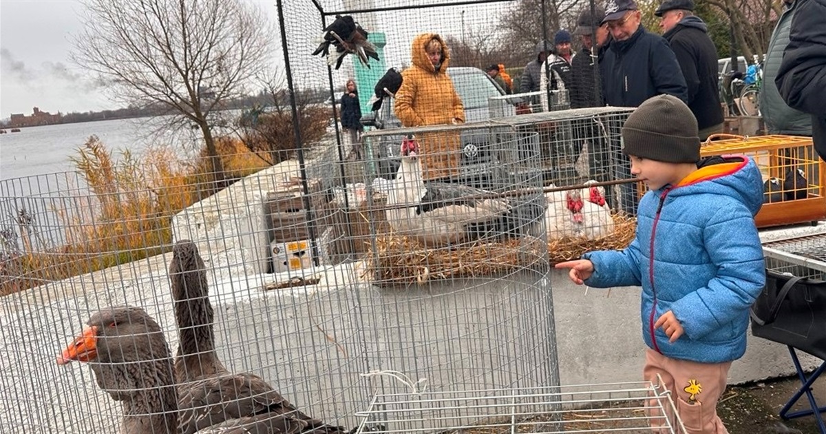 Осіння магія на набережній Старокостянтинова: ярмарок, тваринки та запашна козацька юшка