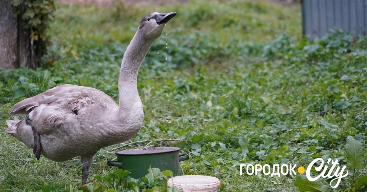 Був диким, став домашнім. Мешканка села Лісоводи врятувала молодого лебедя