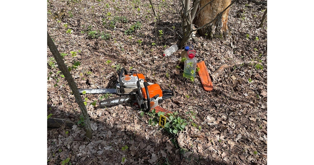 На Білопільщині поліцейські задокументували факт незаконної порубки лісу