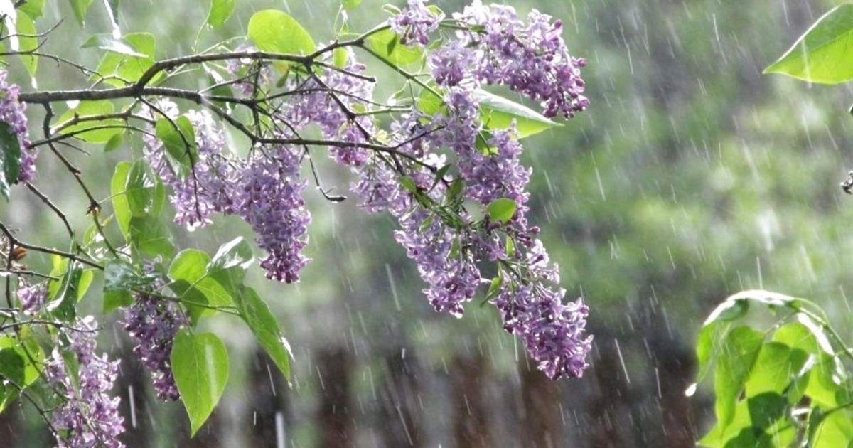 На Сумщині очікуємо нічних заморозків до мінус трьох градусів: прогноз погоди