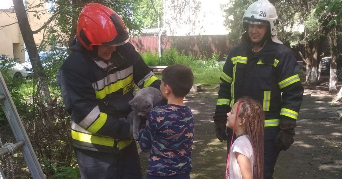 В Измаиле спасатели помогли снять с высокого дерева котенка