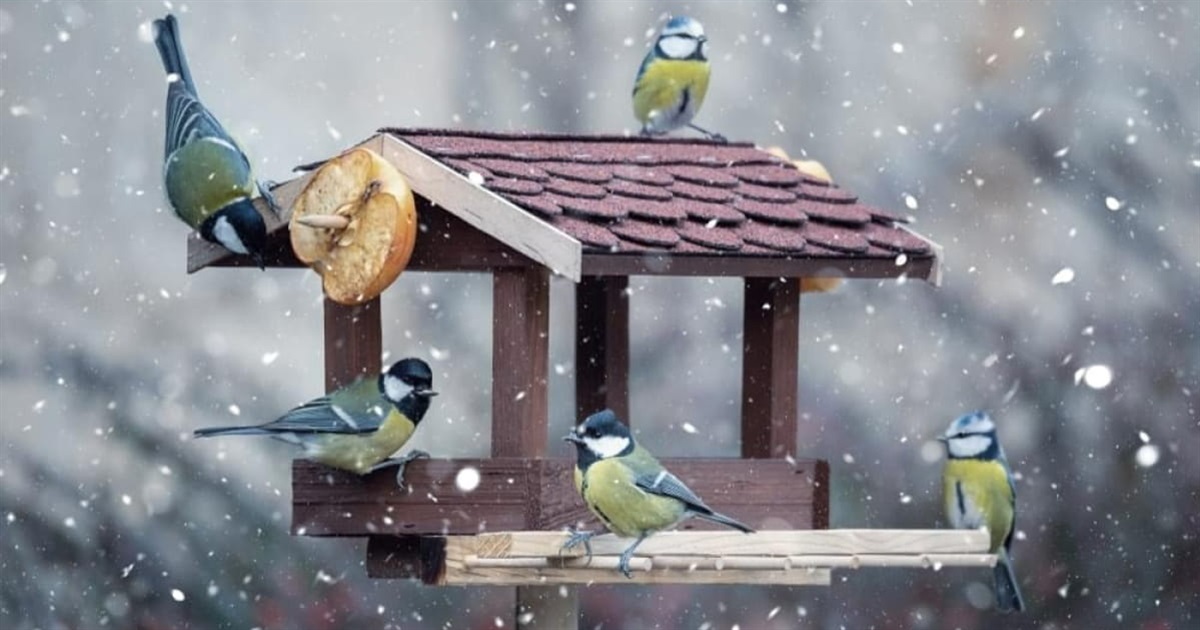 У вихідні на Сумщині сніжитиме. Сильні морози тимчасово відступлять: прогноз погоди