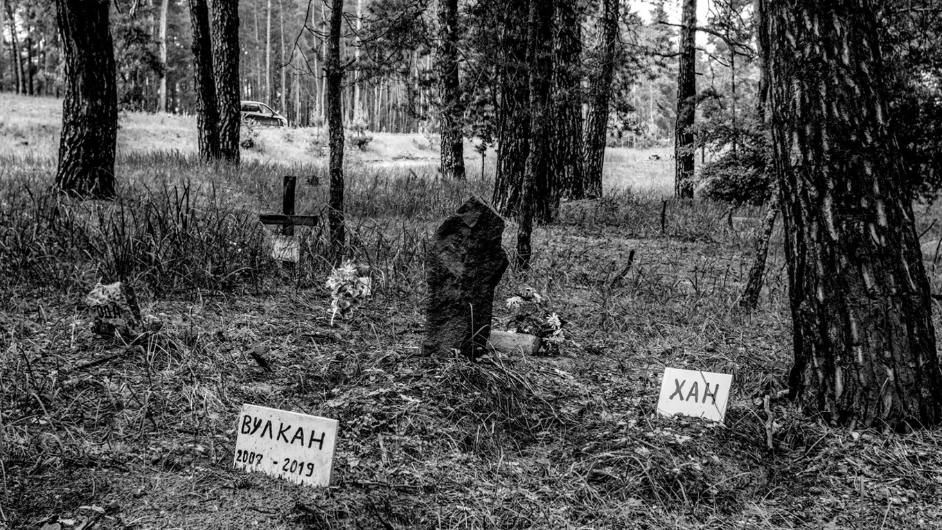Кладбище домашних животных в Луганской области: история одного фото