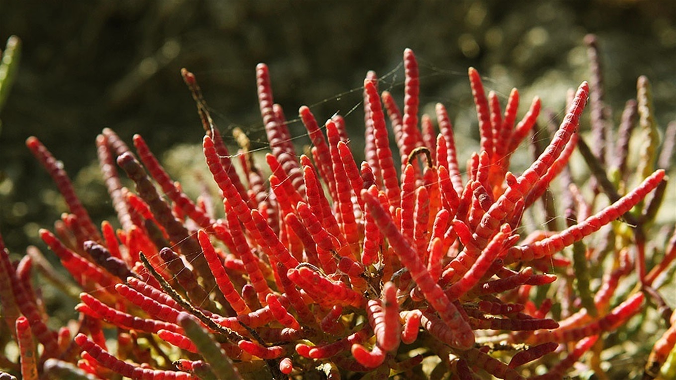 Тест. Растительность Азовского побережья