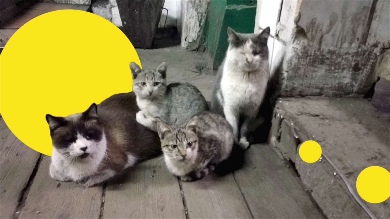 Поднять кота на-гора: три шахтерские истории о самых популярных героях соцсетей