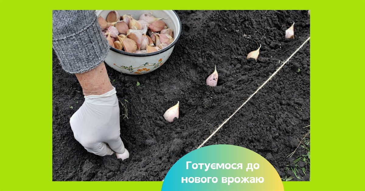 Коли садити часник і цибулю на зиму — терміни і поради по вибору сортів
