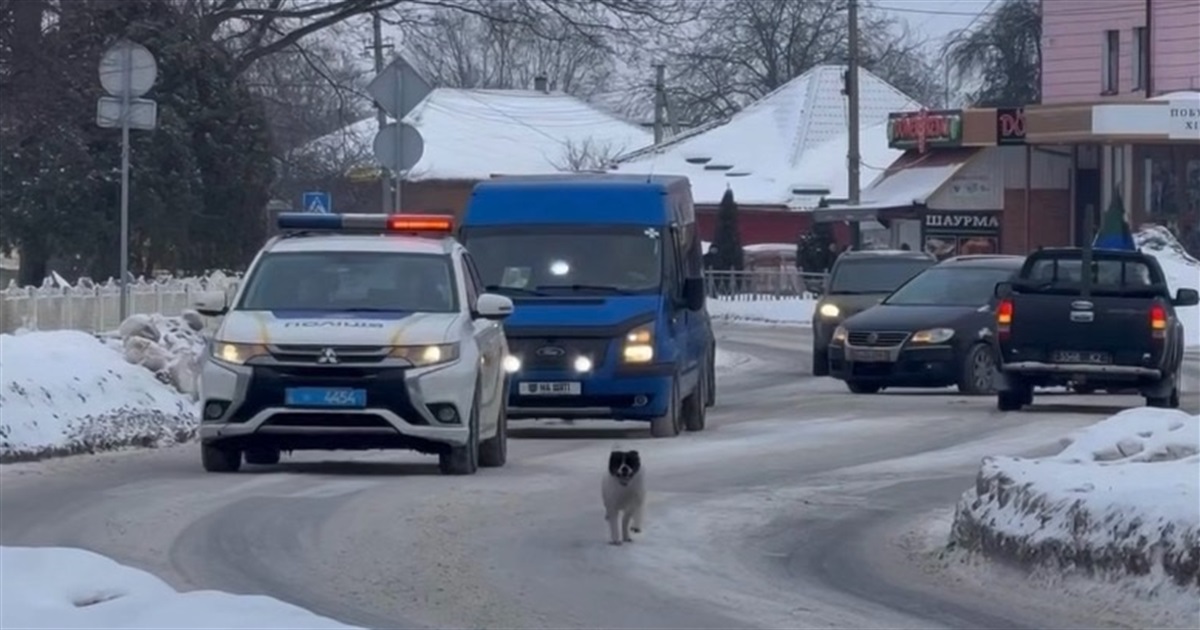 Особливий сарненський пес: як Калапуша супроводжує загиблих Героїв у їхній останній дорозі додому