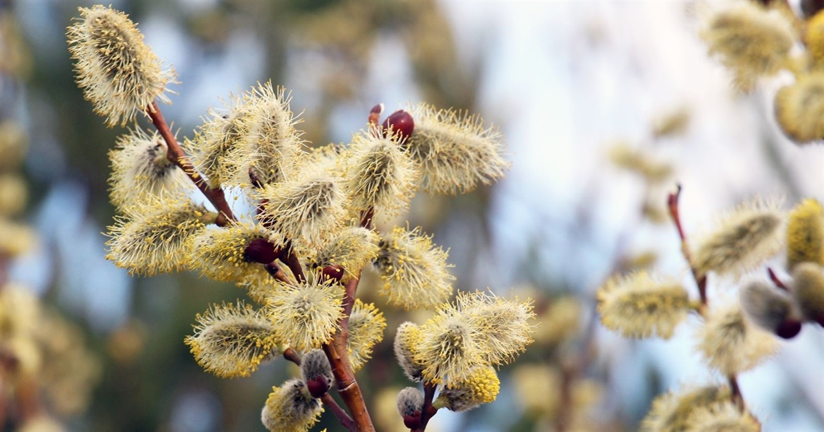 Вербові галузки – символ віри й визнання: за тиждень – Великдень і на Чортківщині теж