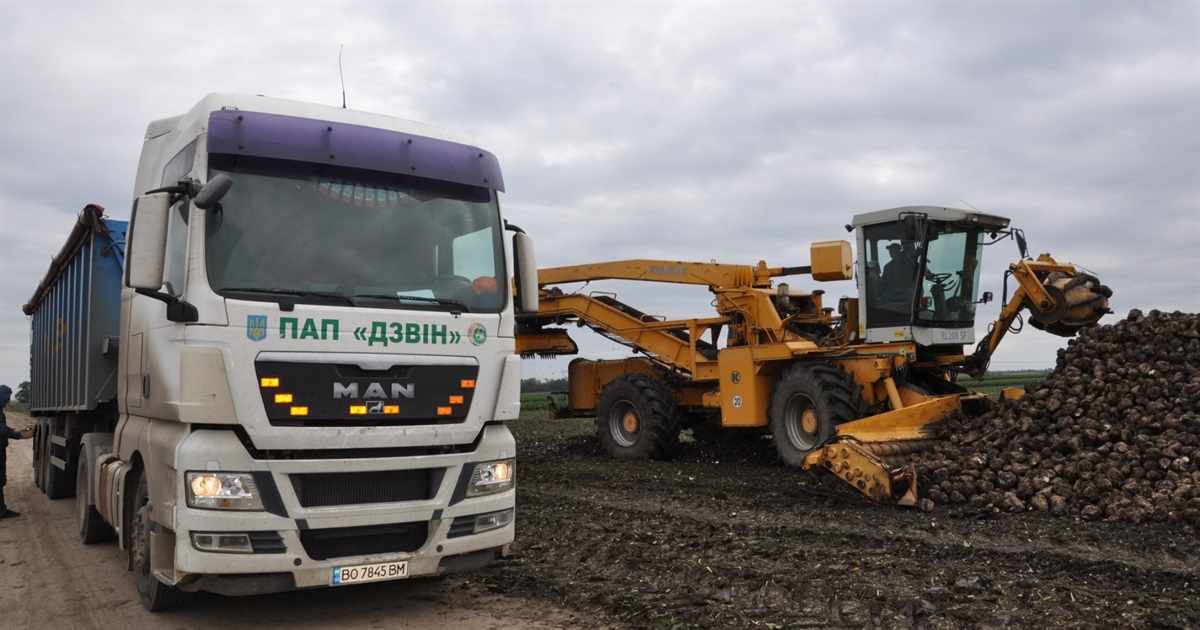«Несолодкий» хліб «дзвонівських» буряководів: на Чортківщині триває сезон збирання цукристих