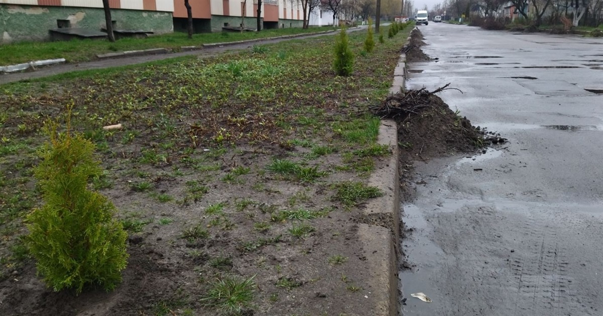 У Володимирці у "чистий четвер" висадили декоративні дерева та прибрали узбіччя вулиць - це акція
