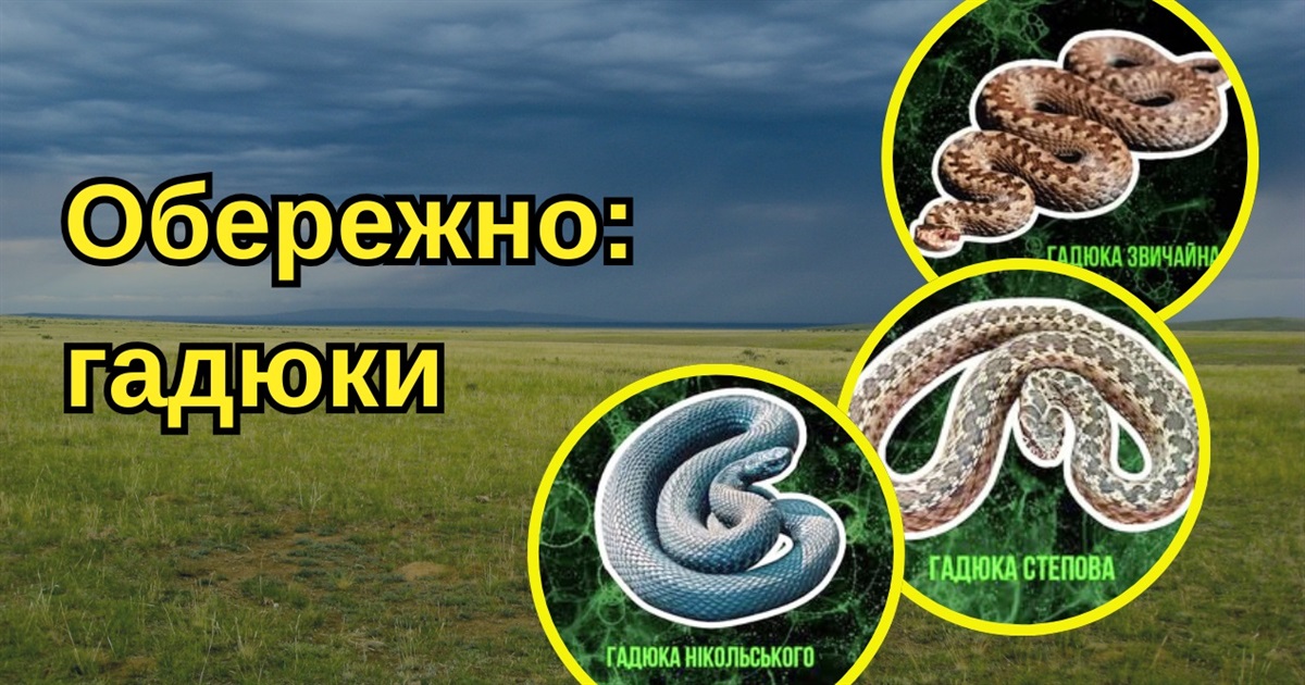 У Золотоноші жінка виявила у дворі отруйну змію