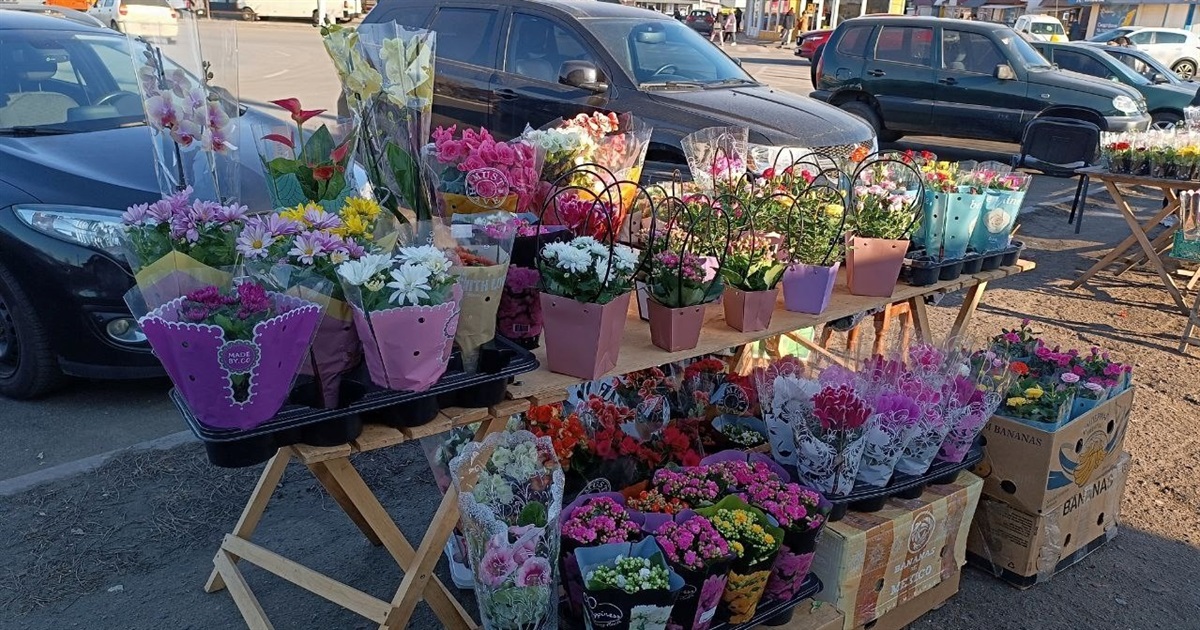 Тюльпан по 70 гривень: почім продають квіти до 8 березня у Переяславі?