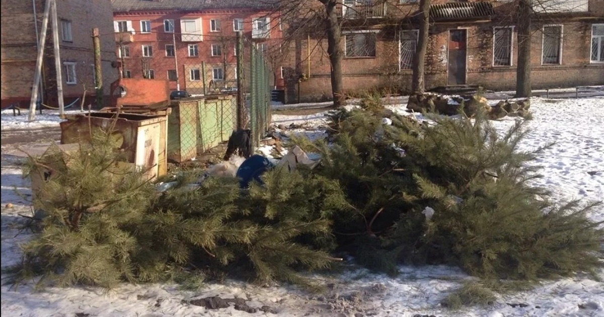 У Звягелі працює пункт прийому використаних новорічних ялинок та сосен: адреса