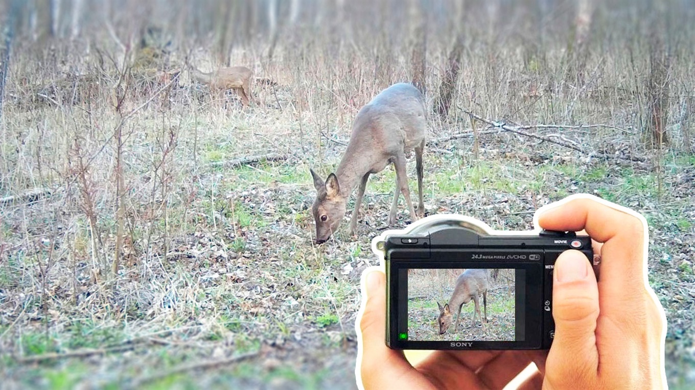 Фотопастки за 5 кілометрів від людей. Володимирчани не шкодують ніг, аби «вполювати» дикого звіра