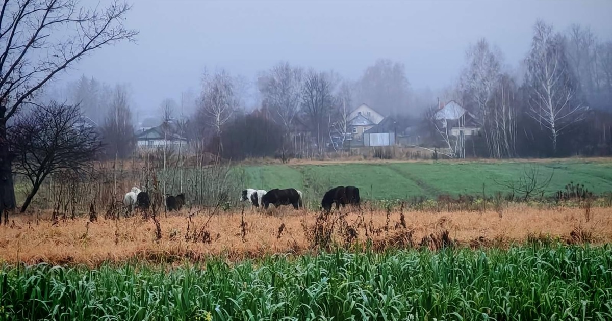 У селищі на Звягельщині місцеві жителі помітили стадо поні