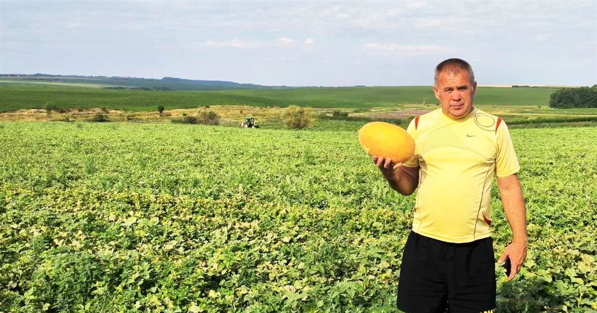 Фермер Василь Івасюк: “На Кіцманщині вирощуємо кавуни вагою до 20 кілограмів і дині”