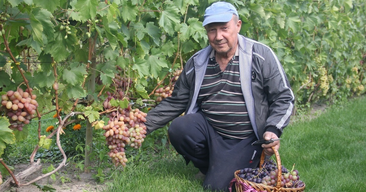 Відрада серцю й утіха для душі: мешканець Гущинців вирощує триста сортів і форм винограду