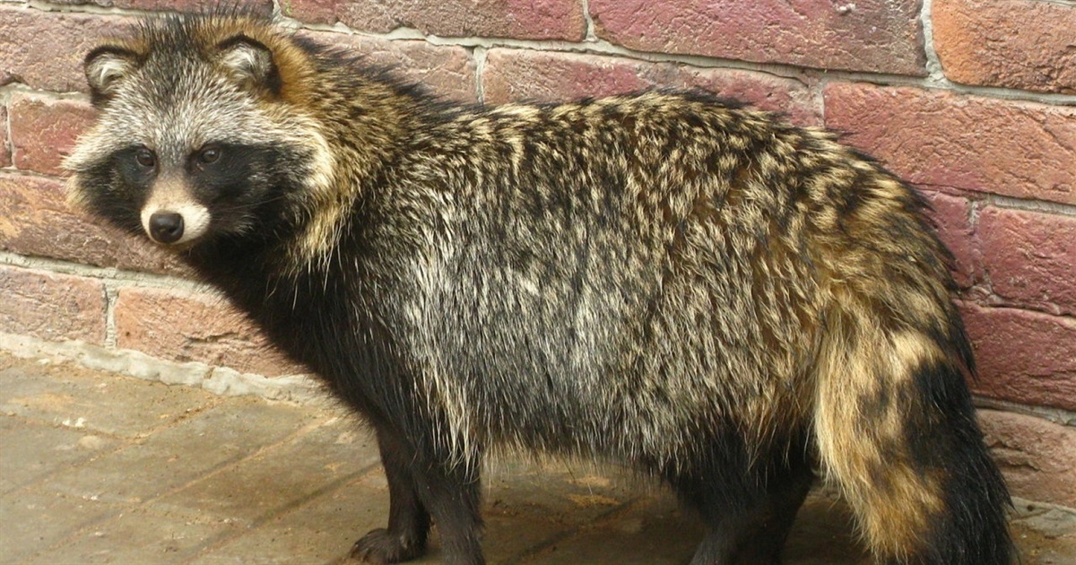 У Верхосулці зафіксовано випадок сказу єнотоподібного собаки
