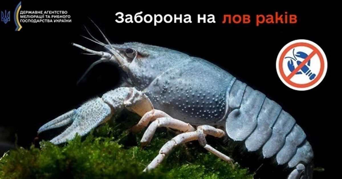 З 1 грудня діє Вінниччині діє заборона на вилов річкових раків: штраф від 3 332 грн за кожного рака