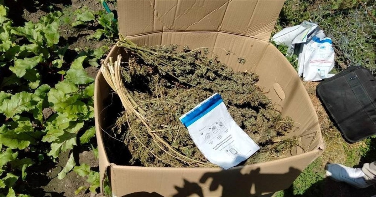 На Чернігівщині поліцейські виявили велику кількість наркозілля