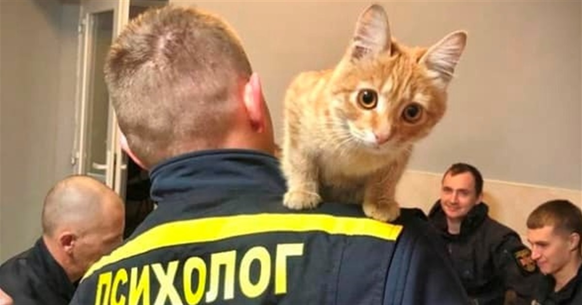 ДСНС Херсонщини — справжні котики: 5 доказів від Кавун.City