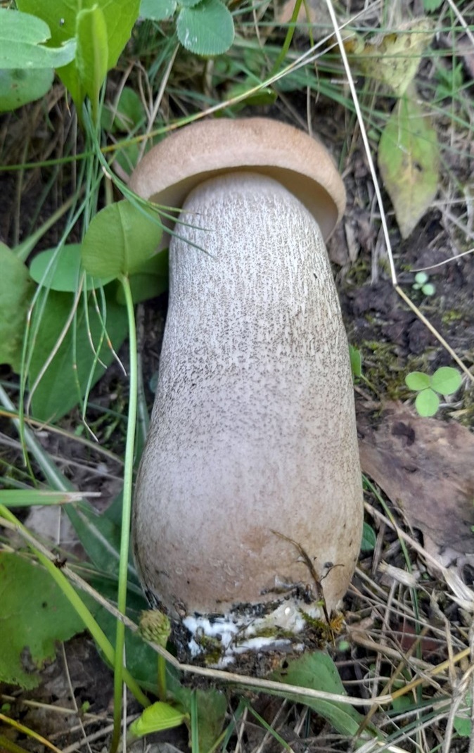 Боровик