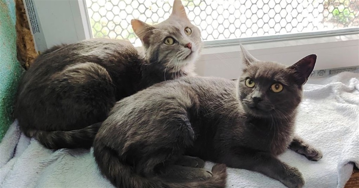How 200 injured and abandoned because of war Odesa cats are treated in the Monastery