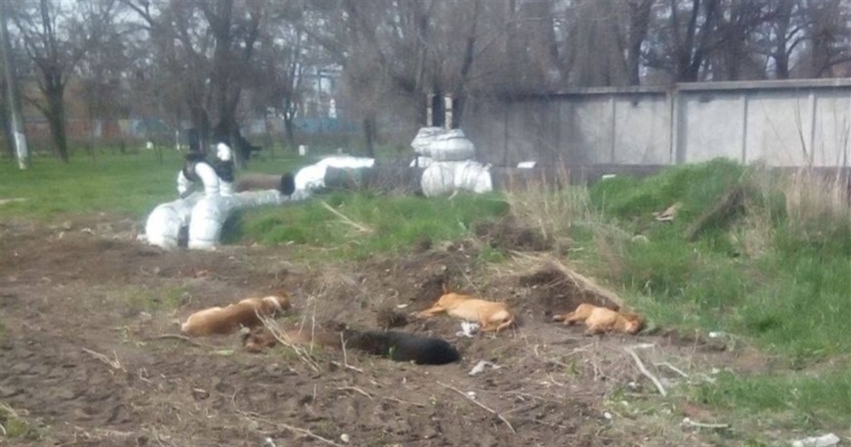Окупованим Бердянськом блукають зграї бродячих собак