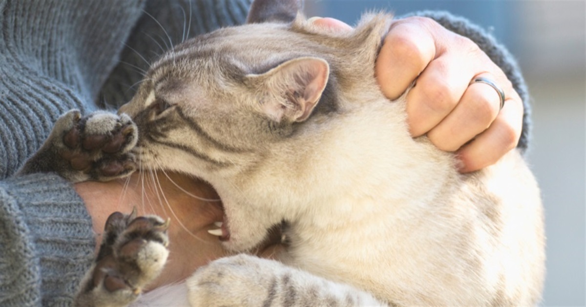 Алгоритм дій, якщо вас вкусила тварина: три кроки