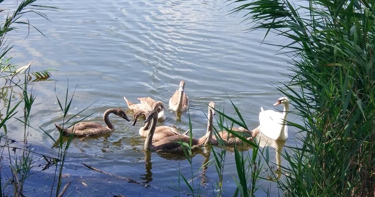 На Київщині виявили вірус пташиного грипу у диких лебедів