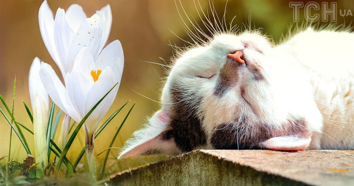 На вихідних на Сумщині - переважно без опадів, а з понеділка задощить: прогноз погоди