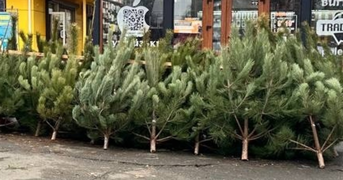 Продаж хвойних дерев у Південноукраїнську: ціни на ялинки та де їх купити
