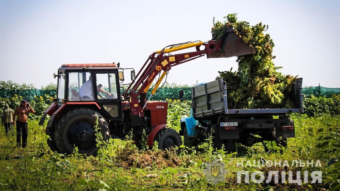 У Каховському районі знищили коноплю на 300 мільйонів