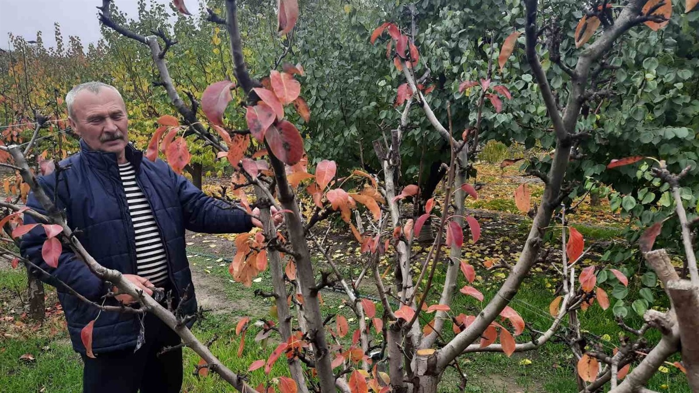 На яблуні родить груша, а дерева ростуть на асфальті: чудо-сад біляївського селекціонера-любителя 