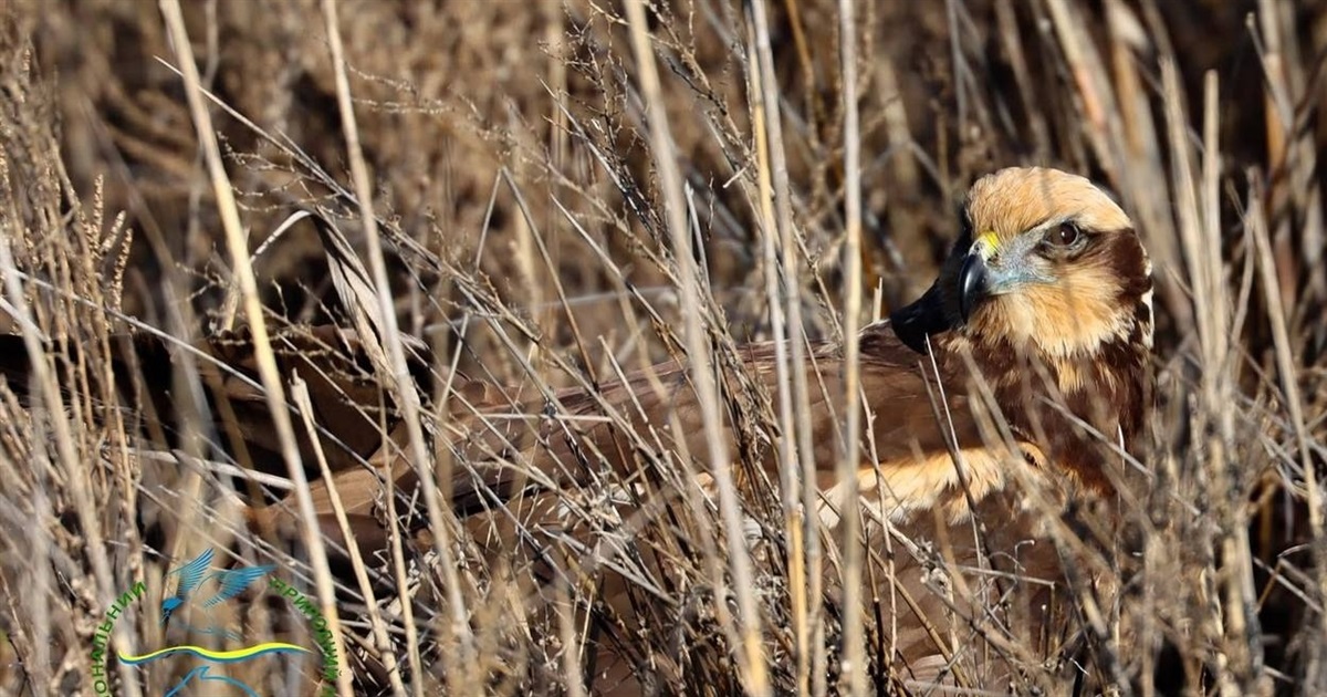 На Ізмаїльській станції юннатів допомогли врятувати червонокнижного птаха