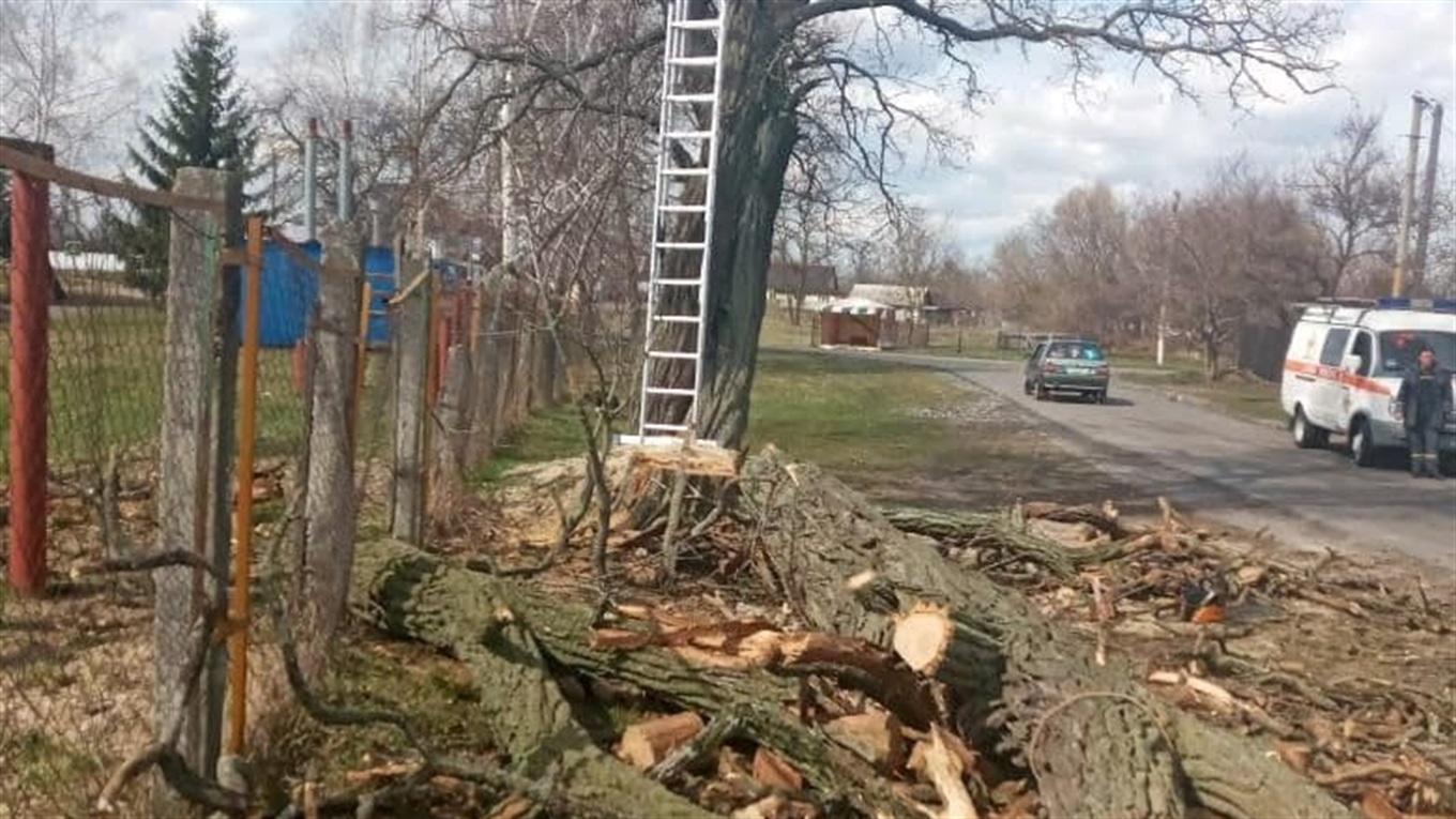 На Переяславщині чоловіка привалило деревом. Він загинув