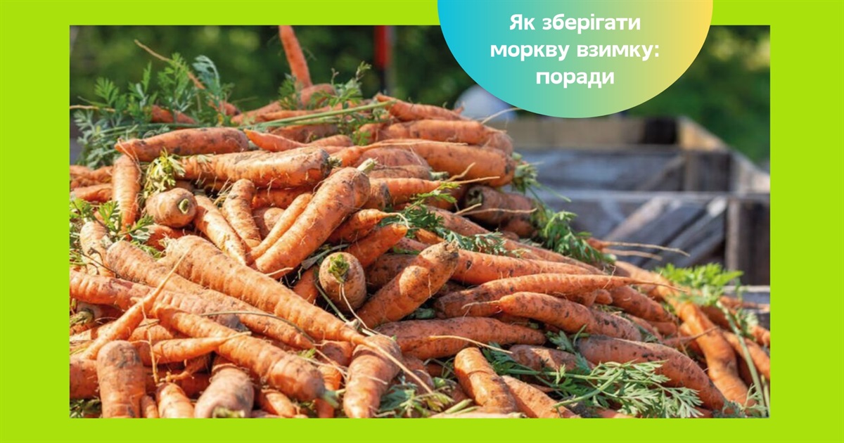 Як зберегти моркву на зиму, щоб вона не запліснявіла — прості способи та поради