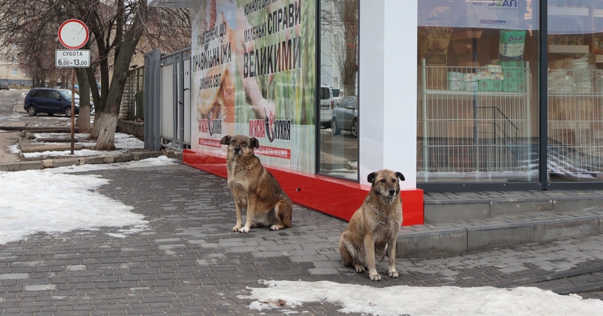 Безпритульні собаки у Південноукраїнську: що показав рейд журналістів у дворах і біля ліцеїв