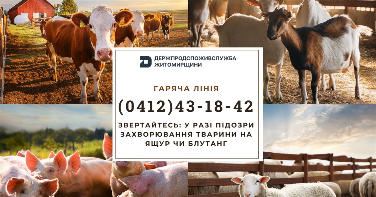 Підвищений ризик занесення ящуру та блутангу: на Житомирщині діє гаряча лінія для повідомлень