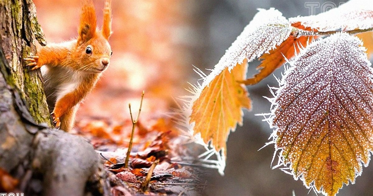 Якою погодою з нами попрощається листопад: прогноз синоптиків