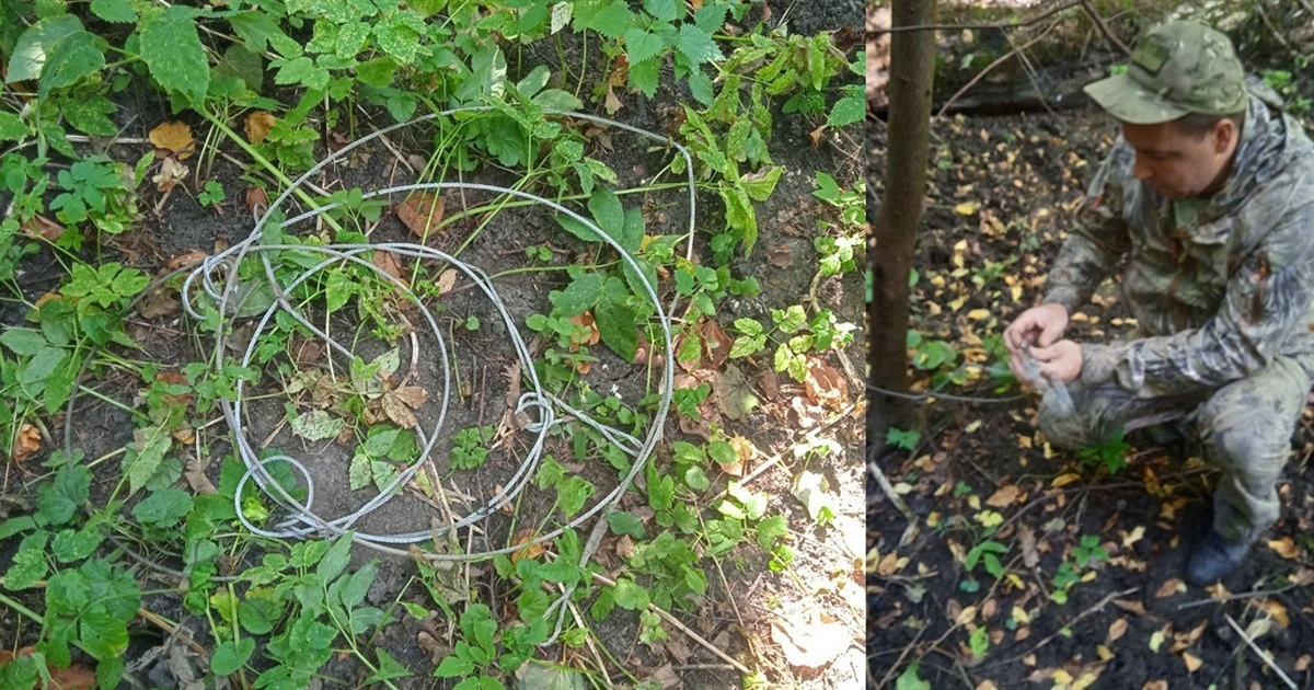 На Білопільщині вилучили браконьєрські знаряддя відлову тварин: яка відповідальність