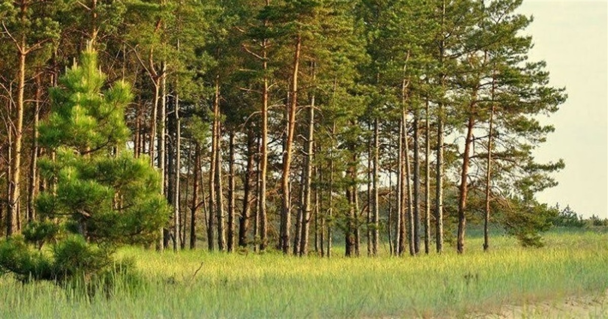 Селищна рада передасть Житомирській ОВА 25,5 га лісогосподарських земель: прокуратура