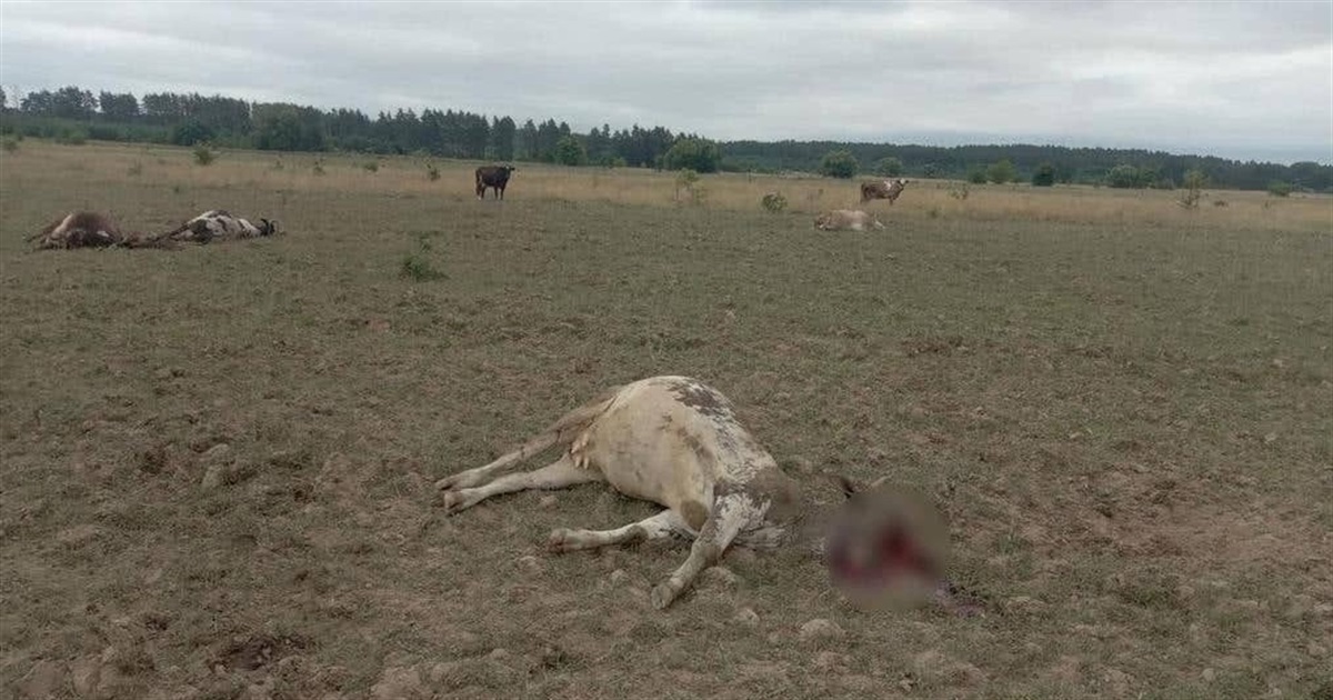 7 липня: ворог тричі обстріляв Чернігівску область