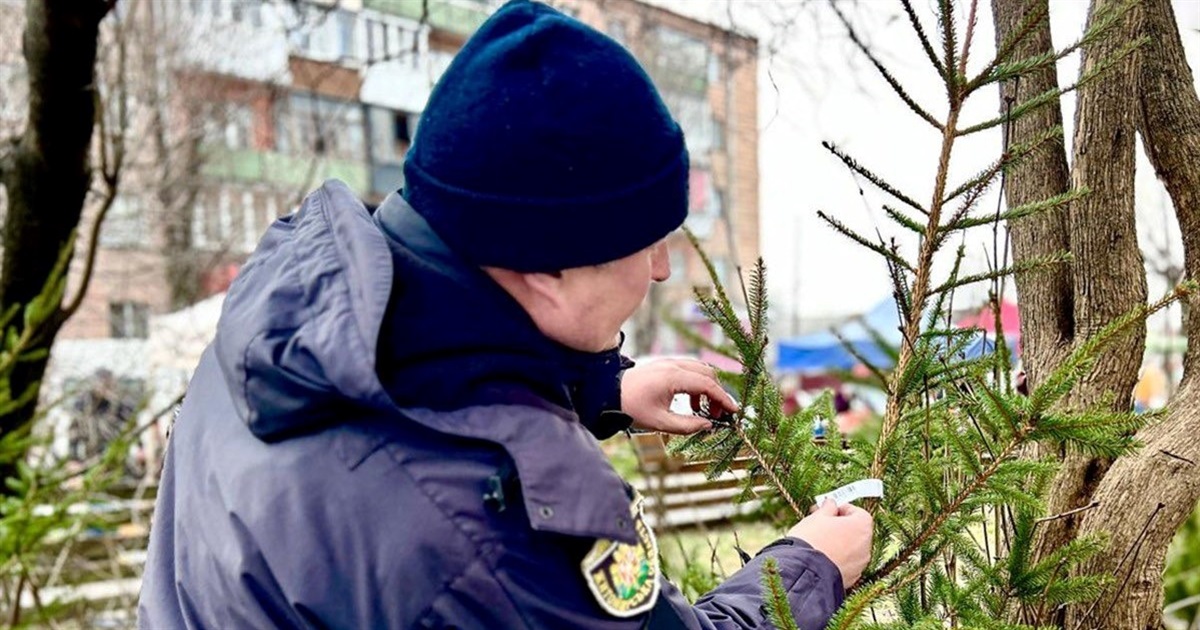 Звягельські поліцейські нагадують про правила заготівлі та реалізації хвойних дерев