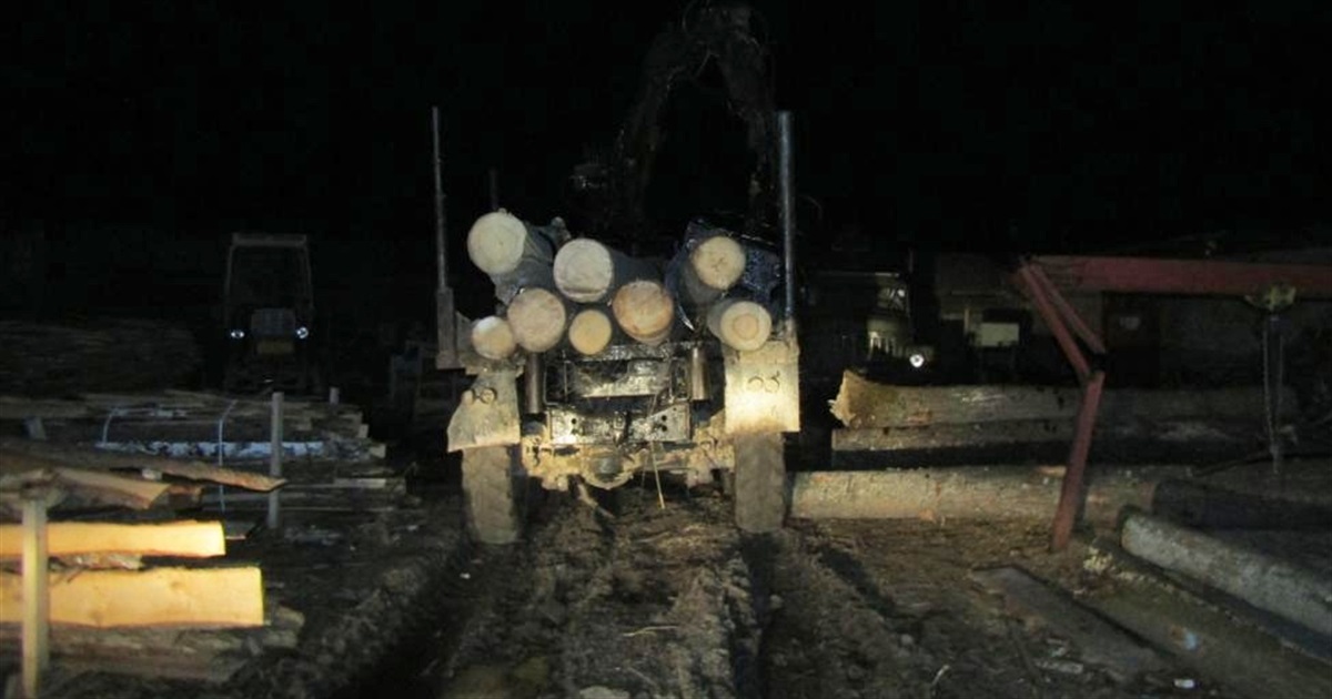 Поліцейські викрили трьох жителів Звягельщини у крадіжці деревини