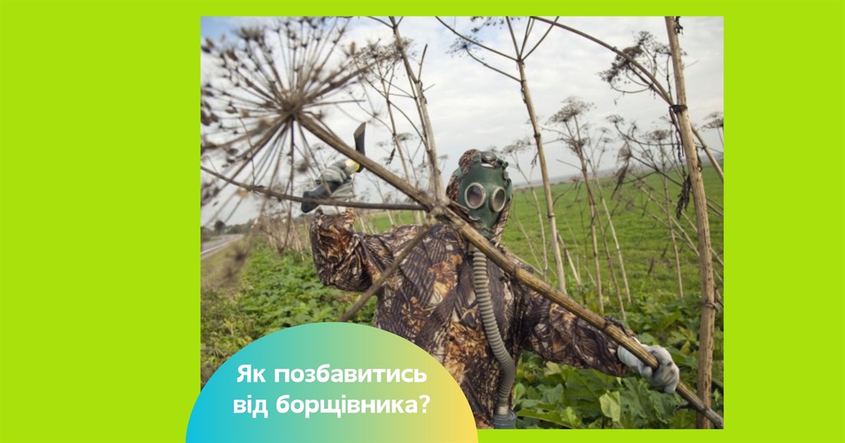 Як знищити борщівник на ділянці назавжди — 4 ефективних способи боротьби з отруйним бур'яном